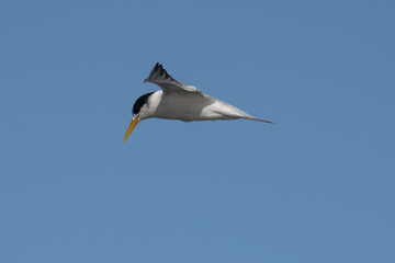 Common Tern in flight