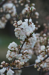 White Tree Blossoms in the Spring