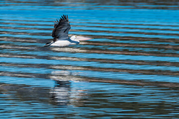 Australian Pelican in flight over the water