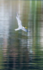 Common Tern in flight