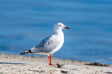 Seagull on the beach by the water