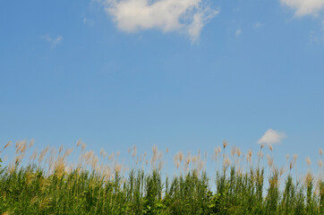 Japanese pampas grass swaying in the wind and the blue sky.