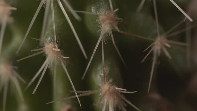 Close macro view of green cactus spines covered with dust. Nice house decoration
