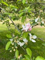 tree blossom