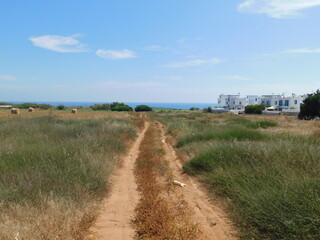 Fototapeta na wymiar Summer landscape with green grass, road and clouds. Protaras. Ayia Napa. Cyprus.