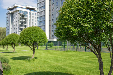A group of young well-groomed trees on the background of urban real estate