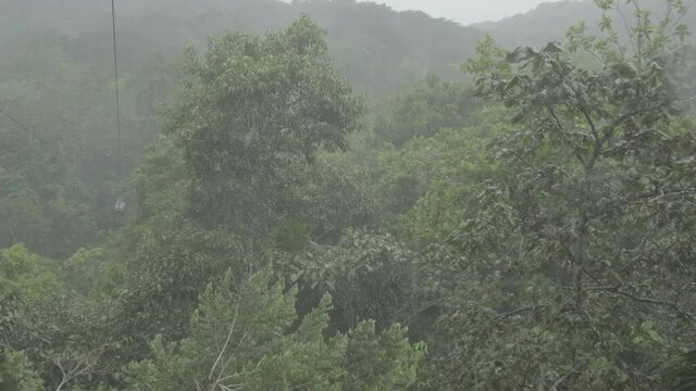 Rain in the treetops