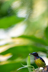 Beautiful birds in the tropical forests of Thailand.