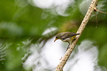 Beautiful birds in the tropical forests of Thailand.
