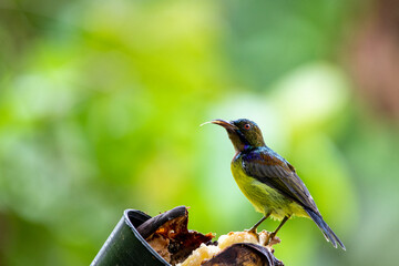 Beautiful birds in the tropical forests of Thailand.