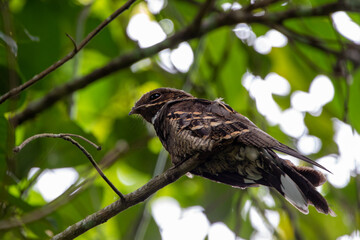 Beautiful birds in the tropical forests of Thailand.