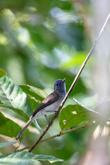 Beautiful birds in the tropical forests of Thailand.