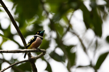 Beautiful birds in the tropical forests of Thailand.