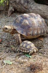 African Sulcata Tortoise Natural Habitat,Close up African spurred tortoise resting in the garden, Slow life ,Africa spurred tortoise sunbathe on ground with his protective shell ,Beautiful Tortoise