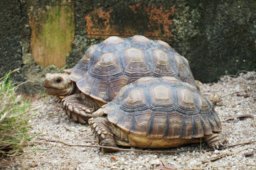 Obraz premium African Sulcata Tortoise Natural Habitat,Close up African spurred tortoise resting in the garden, Slow life ,Africa spurred tortoise sunbathe on ground with his protective shell ,Beautiful Tortoise