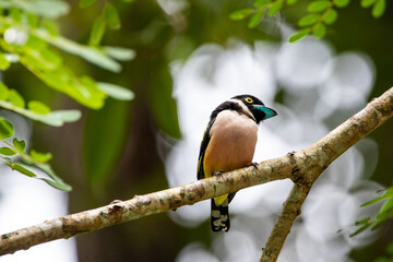 Beautiful birds in the tropical forests of Thailand.