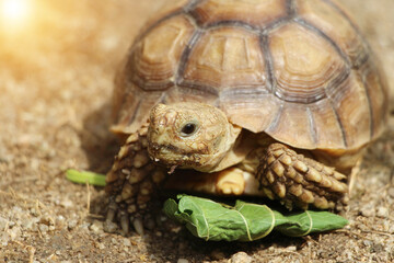 African Sulcata Tortoise Natural Habitat,Close up African spurred tortoise resting in the garden, Slow life ,Africa spurred tortoise sunbathe on ground with his protective shell ,Beautiful Tortoise