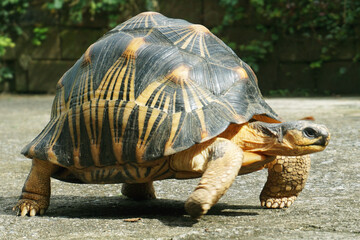 Portrait of radiated tortoise,The radiated tortoise eating flower ,Tortoise sunbathe on ground with his protective shell ,cute animal ,Astrochelys radiata ,The radiatedtortoise from Madagascar