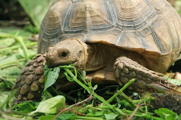 Naklejka premium African Sulcata Tortoise Natural Habitat,Close up African spurred tortoise resting in the garden, Slow life ,Africa spurred tortoise sunbathe on ground with his protective shell ,Beautiful Tortoise