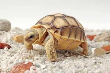 African Sulcata Tortoise Natural Habitat,Close up African spurred tortoise resting in the garden, Slow life ,Africa spurred tortoise sunbathe on ground with his protective shell ,Beautiful Tortoise