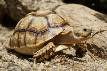African Sulcata Tortoise Natural Habitat,Close up African spurred tortoise resting in the garden, Slow life ,Africa spurred tortoise sunbathe on ground with his protective shell ,Beautiful Tortoise