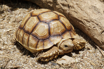 African Sulcata Tortoise Natural Habitat,Close up African spurred tortoise resting in the garden, Slow life ,Africa spurred tortoise sunbathe on ground with his protective shell ,Beautiful Tortoise
