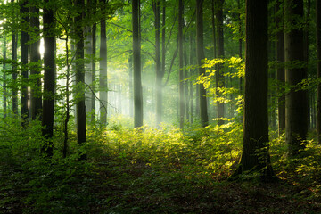 Naklejka premium Beautiful morning in the forest