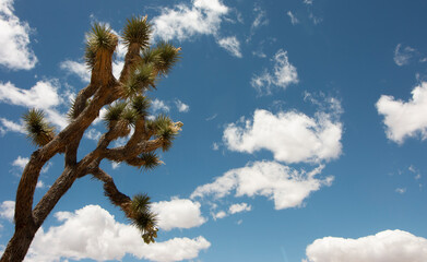 Yucca Palm Tree Against Brilliant Blue Cloudy Sky