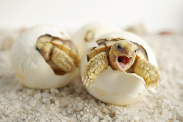 Africa spurred tortoise being born, Tortoise Hatching from Egg, Cute portrait of baby tortoise hatching, Birth of new life,Natural Habitat