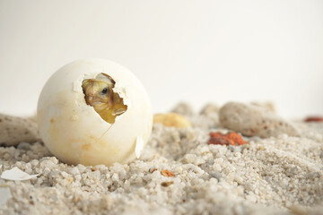 Africa spurred tortoise being born, Tortoise Hatching from Egg, Cute portrait of baby tortoise hatching, Birth of new life,Natural Habitat