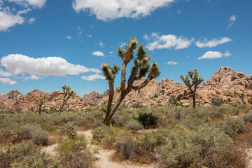 Yucca Palm Trees Out in Joshua Tree National Park
