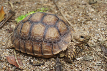 African Sulcata Tortoise Natural Habitat,Close up African spurred tortoise resting in the garden, Slow life ,Africa spurred tortoise sunbathe on ground with his protective shell ,Beautiful Tortoise
