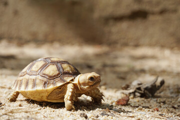 African Sulcata Tortoise Natural Habitat,Close up African spurred tortoise resting in the garden, Slow life ,Africa spurred tortoise sunbathe on ground with his protective shell ,Beautiful Tortoise
