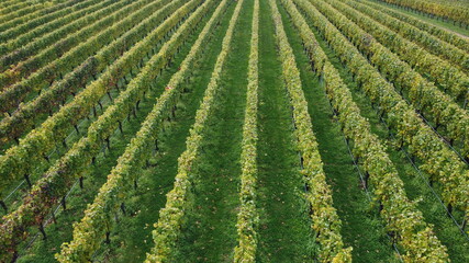 drone view over a large wine producing vineyard farm in northern Tasmania with yellow autumn growth, Tasmania, Australia - obrazy, fototapety, plakaty