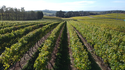 Fototapeta na wymiar drone view over a large wine producing vineyard farm in northern Tasmania with yellow autumn growth, Tasmania, Australia