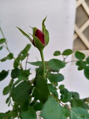 single red rose