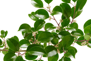 木に咲く花 鉄木 照葉樹 初夏