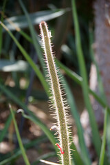 One single very thin cactus with red flower growth in the sunlight