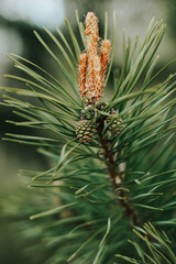 Coniferous pine tree branch with young fresh green cones in springtime. Natural floral background. Christmas, winter, New Year, nature concept. Selective focus.