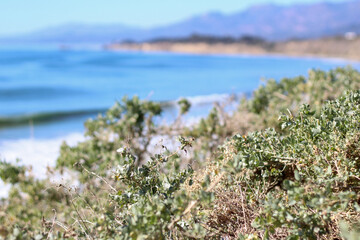 plant on shore of beach