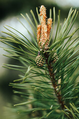 Coniferous pine tree branch with young fresh green cones in springtime. Natural floral background. Christmas, winter, New Year, nature concept. Selective focus.