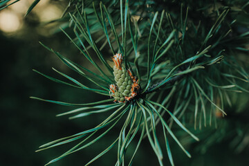Naklejka na ściany i meble Coniferous pine tree branch with young fresh green cones in springtime. Natural floral background. Christmas, winter, New Year, nature concept. Selective focus.