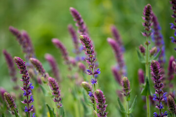  Salvia grow in the field.