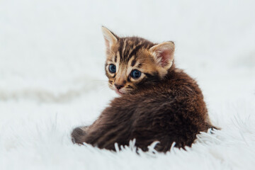 Cute marble bengal one month old kitten on the white fury blanket close-up.