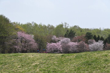 Park with pink cherry trees