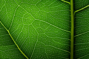 Green leaf texture.