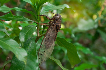 Cicada insect,Cicada Macro,Cicada sits on a branch in natural habitat.