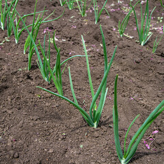 Young green onions in a field at the farm. Greens and vegetables in the beds in the spring. Agricultural production. 