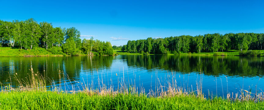 summer river or lake surrounded by young birch forest, clear bright blue sky, summertime sunny day panoramic landscape