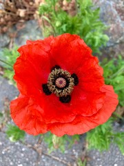 Top view red poppy flower, fully blooming.